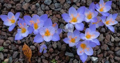 Burnham Area Flower Club