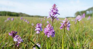 berrow conservation wild orchids