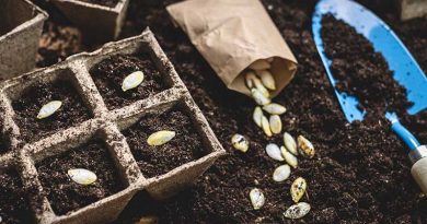 Community Seed Swap, Higbridge